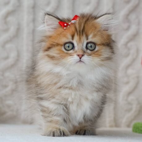 munchkin cat uk