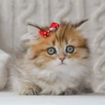 munchkin cat uk