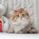 munchkin cat uk