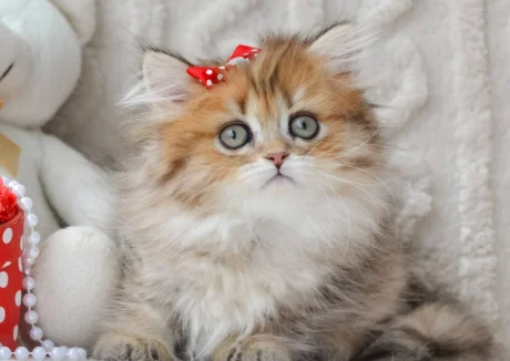 munchkin cat uk