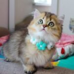 miniature kittens for sale near me