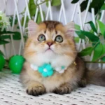 miniature kittens for sale near me