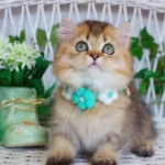 miniature kittens for sale near me