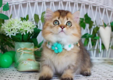 miniature kittens for sale near me