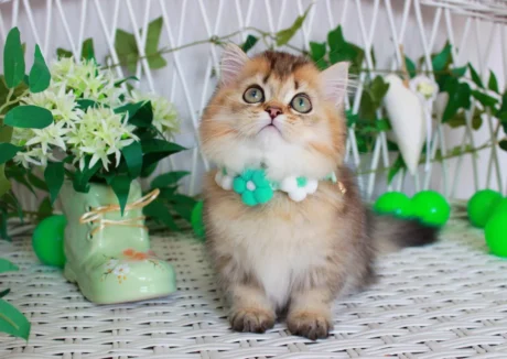 miniature kittens for sale near me
