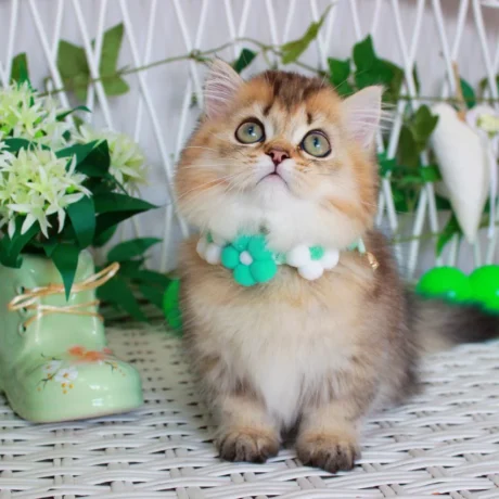 miniature kittens for sale near me