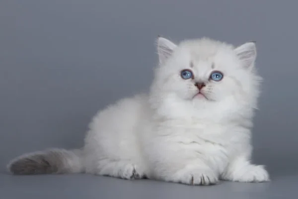 munchkin cat for sale uk