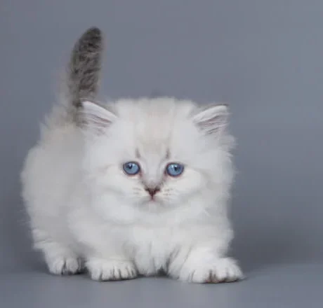 munchkin cat for sale uk