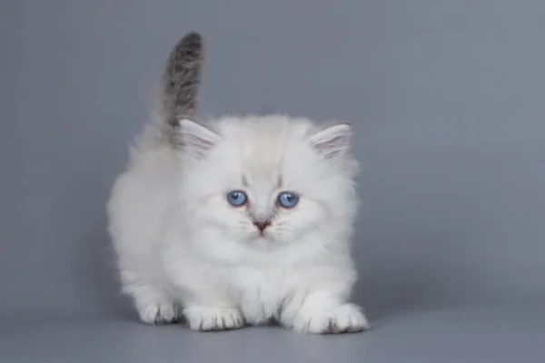munchkin cat for sale uk