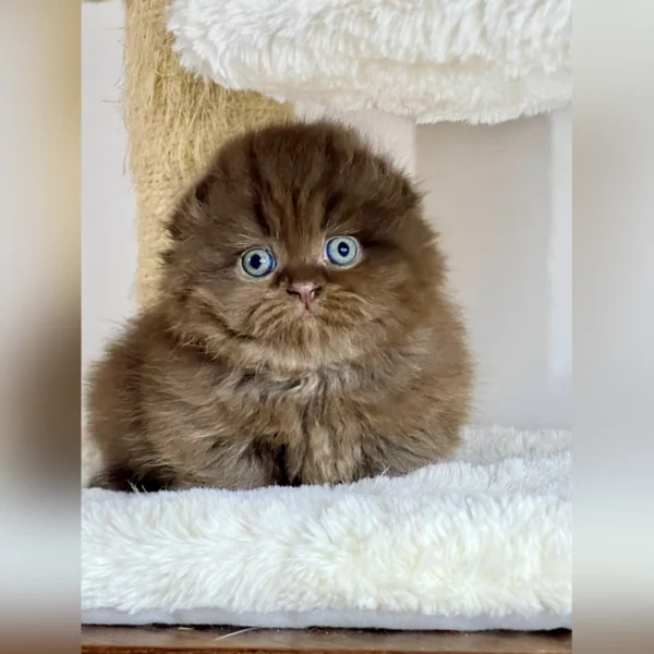 munchkin kitten for sale