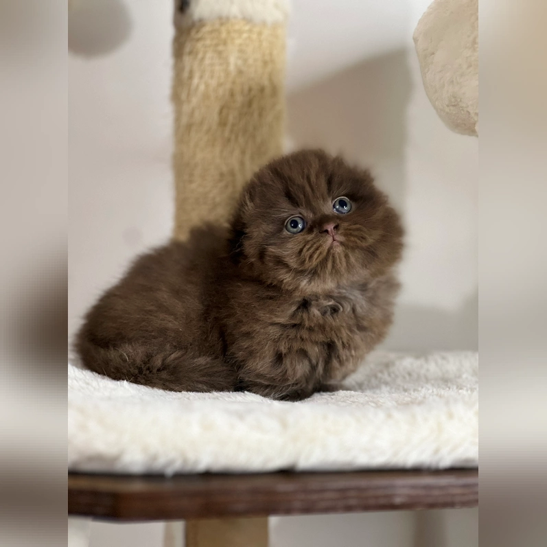 munchkin kitten for sale