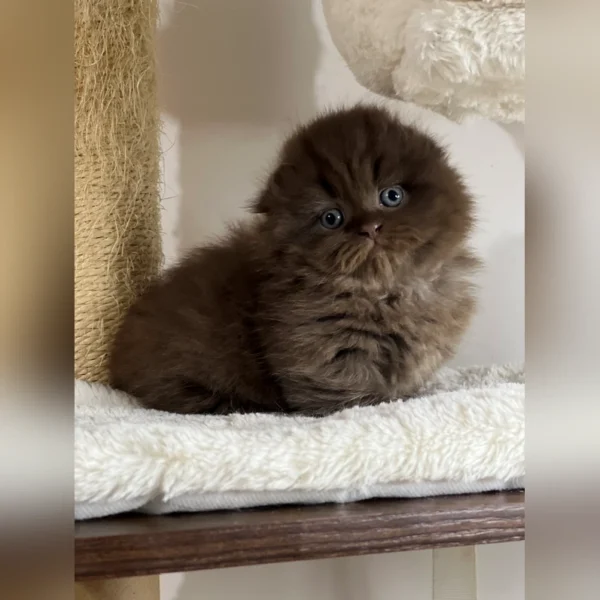 munchkin kitten for sale