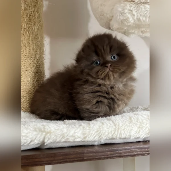 munchkin kitten for sale