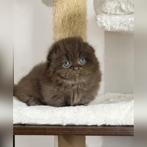 munchkin kitten for sale