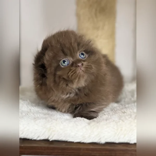 munchkin kitten for sale