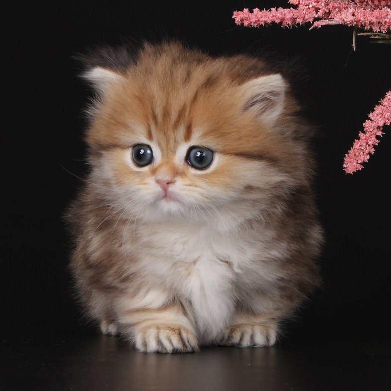 munchkin cats near me