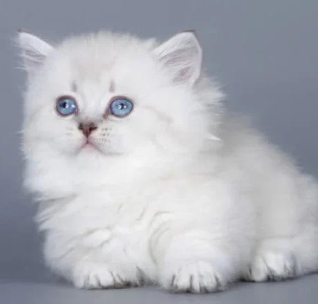 munchkin cat for sale uk