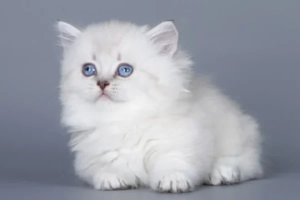 munchkin cat for sale uk