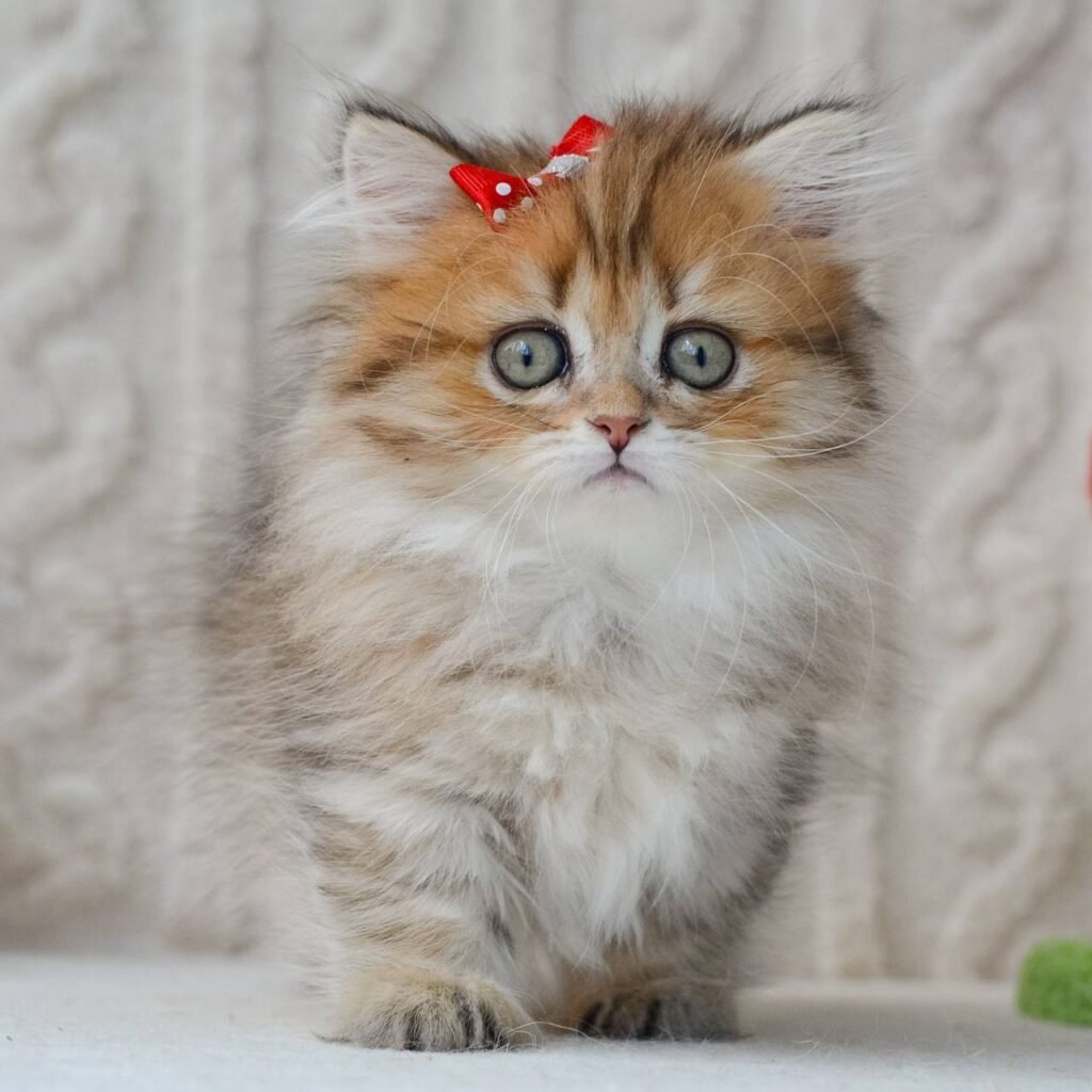 munchkin cat uk