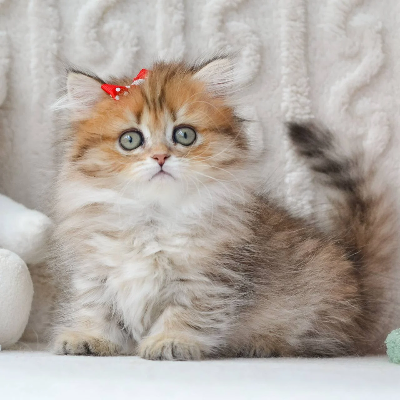 munchkin cat uk