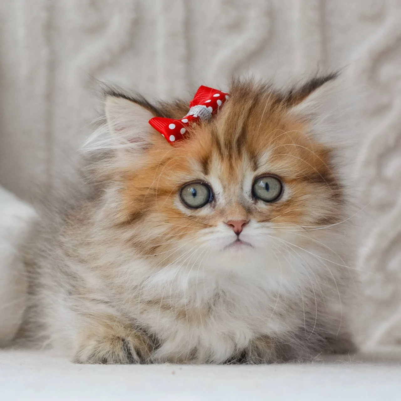 munchkin cat uk