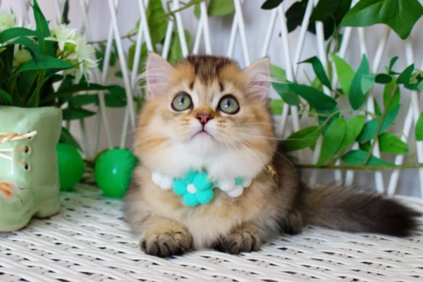 miniature kittens for sale near me