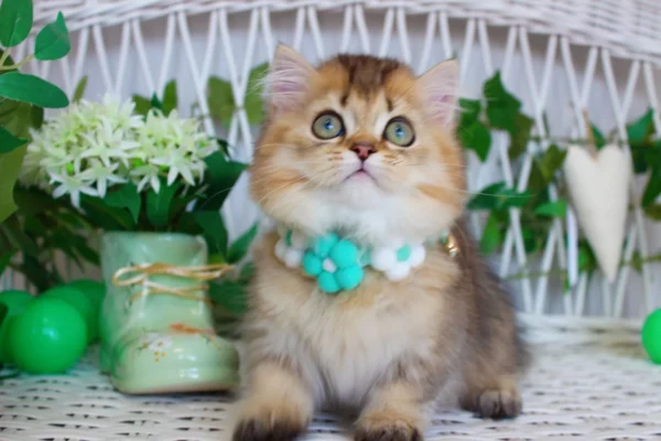 miniature kittens for sale near me