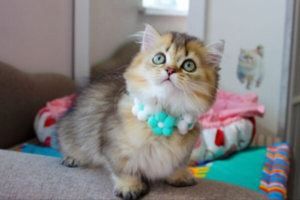 miniature kittens for sale near me