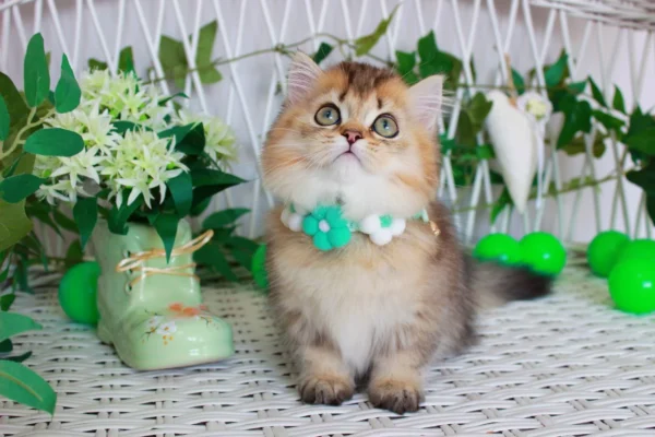 miniature kittens for sale near me