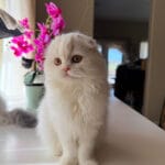 scottish fold cats for sale