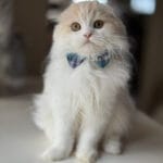 Scottish fold kittens for sale glasgow