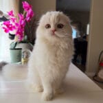 scottish fold cats for sale