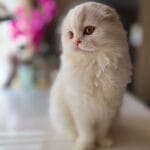 scottish fold cats for sale