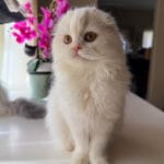 scottish fold cats for sale