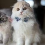 Scottish fold kittens for sale glasgow