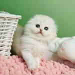 scottish fold kittens for sale near me, Munchkin Cat Adoption