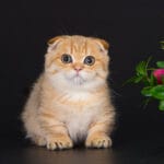 scottish fold munchkin kittens for sale