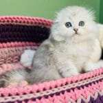 Scottish Fold Kittens For Adoption