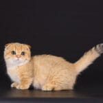 scottish fold munchkin kittens for sale