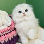 scottish fold cat for sale