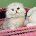 Scottish Fold Kittens For Adoption