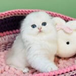 scottish fold cat for sale