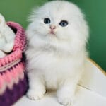 scottish fold cat for sale, blog