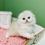 scottish fold kittens for sale near me