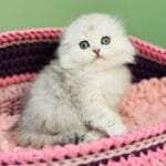 Scottish Fold Kittens For Adoption