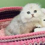 Scottish Fold Kittens For Adoption