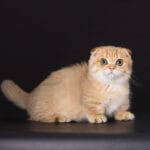 scottish fold munchkin kittens for sale