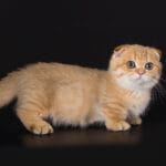 scottish fold munchkin kittens for sale