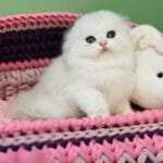 scottish fold cat for sale