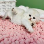 scottish fold kittens for sale near me